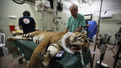 Laziz the tiger gets some treatment before being driven from Khan Yunis zoo in the southern Gaza Strip to a refuge for big cats in South Africa. Laziz left the war-ravaged Palestinian enclave with monkeys, emus, a porcupine and other animals. Menahem Kahana / AFP