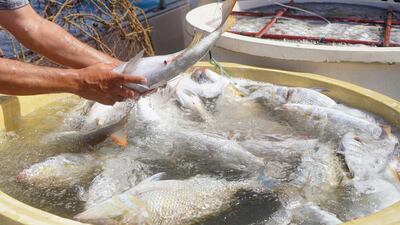 Fish are protected from natural predators to improve hatch rates. Courtesy: Ministry of Climate Change and Environment