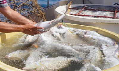 The breeding programme has seen hatch rates increase by 80 per cent. Courtesy: Ministry of Climate Change and Environment