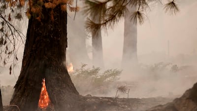 A fire inside a redwood tree burns in the forest durng the Dixie Fire near Chester, California. EPA