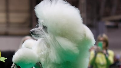 A Standard Poodle jumps after competing on the first day of the Crufts Dog Show in Birmingham, Britain. Reuters