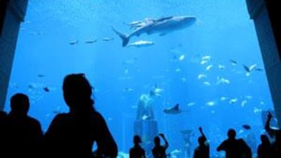 Atlantis, The Palm was accused of using the whale shark to pull in the crowds.