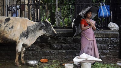 A streetside vendor stands next to her cow in Mumbai, India’s financial capital. A ban on slaughtering cows, which are considered sacred by India’s Hindu majority, has created controversy in the country. Danish Siddiqui / Reuters / July 10, 2013