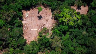 The plague of deforestation in the Amazon forest. AFP