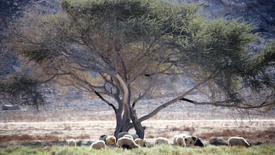 An Acacia tree