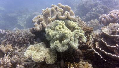 Coral on Australia's Great Barrier Reef. AFP