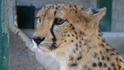 A cheetah that was captured after it was found prowling the streets of Sharjah in 2010. Courtesy Kevin Budd / Breeding Centre for Endangered Arabian Wildlife
