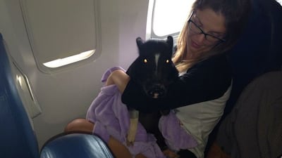 Jim Cunningham photographed an emotional support pig on a flight back in January 2018. Twitter / J1MCUNN1NGHAM