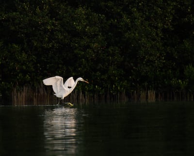 Runner-up: The White Wings in the Safe Haven, by Fatimah Ahmad Alsayegh
