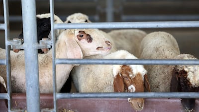 Livestock costs are on the rise at Dubai's Al Qusais market ahead of Eid Al Adha. Chris Whiteoak / The National