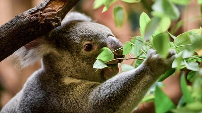 A koala eats in his enclosure in Dresden Zoo in Dresden, Germany. EPA