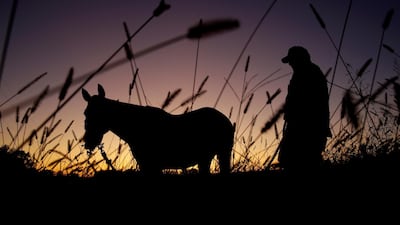 A US homesteader stands with his horse Lilly Nash as she grazes on clover in front of his house in rural Lexington, Missouri. AP Photo