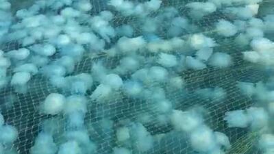 Fishermen catch large swarms of Jelly blubbers in Ras Al Khaimah. Courtesy Humaid Al Zaabi, Deputy Manager of RAK Fisherman's Association.