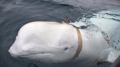 Hvaldimir the Beluga whale after he was discovered by fishermen off the coast of northern Norway in April 2019. AFP / Norwegian Directorate of Fisheries