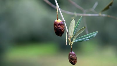 A fruit fly infestation has blighted olive harvests across Italy. Bertrand Langlois / AFP