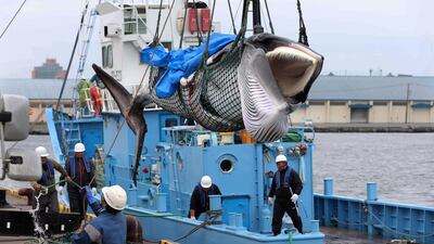 epa07686991 A minke whale is lifted off a boat after it was caught on the first day after the resumption of commercial whaling, in Kushiro, Hokkaido, Japan, 01 July 2019. Japan withdrew from the International Whaling Commission (IWC) on 30 June 2019 and began commercial whale hunt for the first time in 31 years. EPA/JIJI PRESS / POOL JAPAN OUT EDITORIAL USE ONLY/ NO ARCHIVES NO ARCHIVES NO ARCHIVES NO ARCHIVES