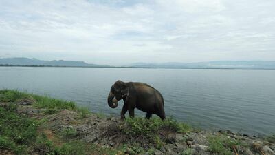 A wild elephant grazes at the Uda Walawa national park in Uda Walawa. AP / Eranga Jayawardena