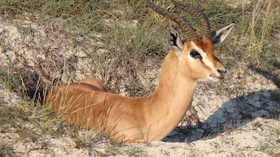 An Arabian mountain gazelle, part of herd that is well-established on an Abu Dhabi golf course. Photo credit: Oscar Campbell
