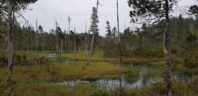 A swamp in the Tongass National Forest, Alaska.
