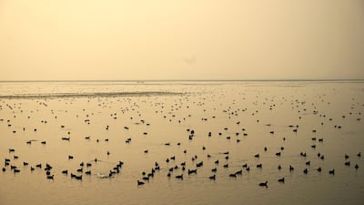 Migratory birds rest in Dal Lake during a foggy morning in Srinagar, India. AFP