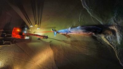 Workers and researchers used a crane to remove a dead Bryde's whale that washed up on a beach in Imbituba, Brazil. AFP