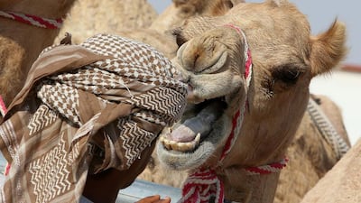 A man checks a camel's teeth at the Tharb camel hospital in the Qatari desert. Situated almost as far west as it is possible to go in Qatar, the hospital is around an hour's drive and a world away from Doha. Karim Jaafar/AFP