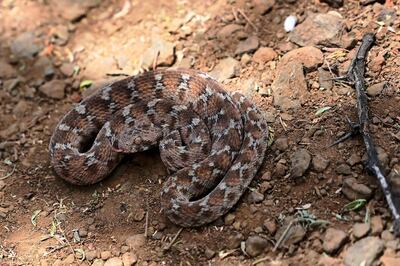 Carpet vipers are one of the few venomous snakes found in the UAE. AFP