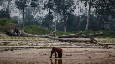 A borneo orangutan is seen at Salat island as haze from the forest fires blanket the area at Marang in the outskirts of Palangkaraya, Central Kalimantan, Indonesia, in 2019 from illegal blazes to clear land for agricultural plantations. Getty Images