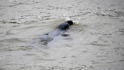 A seal swims in the river Thames, in London. AP Photo