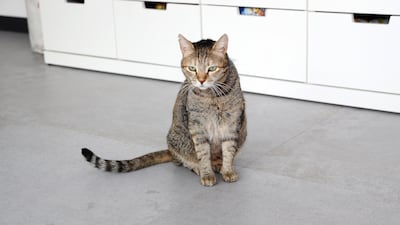 One of the couple's cats