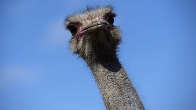An ostrich is pictured in an enclosure in Montmachoux, France. AFP