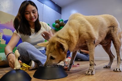 Comfortable pets will appear curious yet able to engage with their owner. EPA