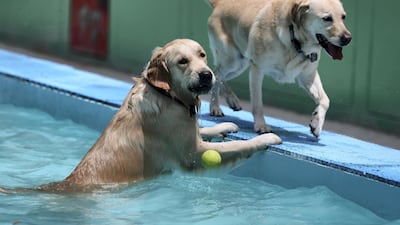 Two dogs go swimming at pet resort My Second Home. The readers is looking for pet insurers in the UAE. Chris Whiteoak / The National