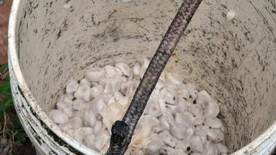 A ripe cocoa fruit is harvested at a Juanjui farm in the San Martin region in northern Peru. Cris Bouroncle / AFP