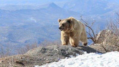 A bear walks after Kurdish animal rights activists released it into the wild in Dohuk, Iraq. Reuters