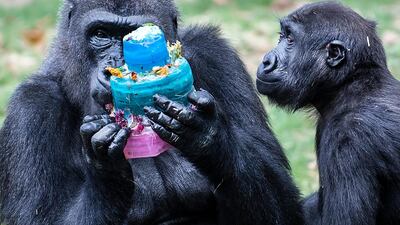 Western lowland gorilla, Honi with daughter, Amani eat a birthday cake treat in celebration of Amani's third birthday at the Philadelphia Zoo in Philadelphia. AP