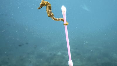 This award-winning image from 2017 proved a striking example of the damage being done to the ocean by discarded rubbish. Photo: Justin Hofman