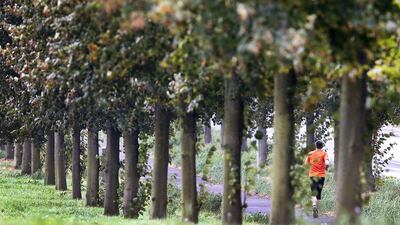 A man runs along trees in Frankfurt, central Germany. Michael Probst / AP Photo