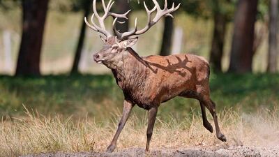 epa08693134 A male red deer (Cervus elaphus) during the rutting season at the Alte Fasanerie wild park in Klein-Auheim near Hanau, Germany, 24 September 2020. The rutting season of the red deer begins in September and ends in the middle of October. EPA/RONALD WITTEK