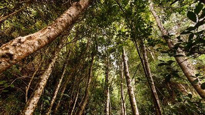 The Valdivian temperate rainforests are one of the main highlights of driving along Chile's Route 7. Getty Images