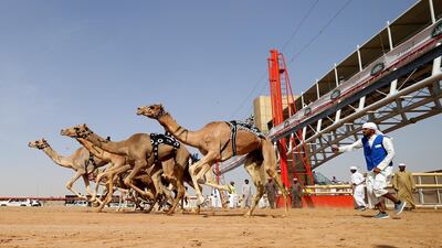 Camels race during Al Marmoom Heritage Festival.