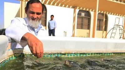 Mamdouh Kawanna, a specialist, feeds fish in one of the tanks at the aquaponic research unit, part of UAE University at Al Ain, where the symposium took place. It was the first such meeting held in the Emirates. Ravindranath K / The National