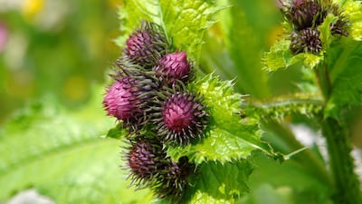 Velcro was inspired by the seed burs of the burdock bush. The fastening invention was patented in 1955 but on April 2, 1978 the patent was lost and the market blew open. Getty