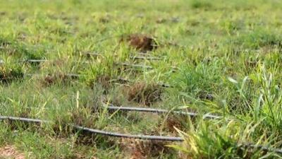 Treated waste water is now being used on 220 farms across Abu Dhabi. Pawan Singh / National