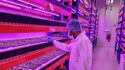 Inspecting the plants inside the Bustanica vertical farm.