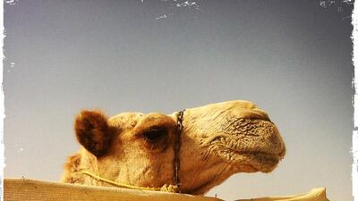 Day trip with friends to the Western Region and the Mazayin Dhafra Camel Festival, 220 kms west of Abu Dhabi on December 20, 2013. This fellow peaked out over his enclosure to take a look at us. Picture taken with the Hipstamatic app for the iPhone. Liz Claus / The National