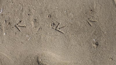 A bird's footprint at Abu Dhabi's mangroves. Lee Hoagland / The National