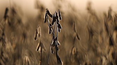 Soy plants in a farm on the outskirts of Buenos Aires, Argentina, April 27. Reuters