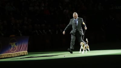 Miss P, a 15-inch beagle, and handler William Alexander, are introduced during the Best in Show at the Westminster Kennel Club Dog Show on February 17, 2015, in New York. Miss P won best in show. Frank Franklin II / AP photo