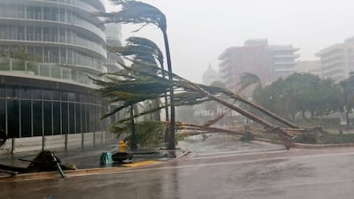 Palm trees lie strewn across the road in Miami Beach, Florida after being toppled by winds from Hurricane Irma on September 10, 2017. Wilfredo Lee / AP Photo